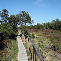 Bohlenweg im Georgenfelder Hochmoor (© Norbert Kaiser; Wikipedia; CC BY-SA 3.0)
